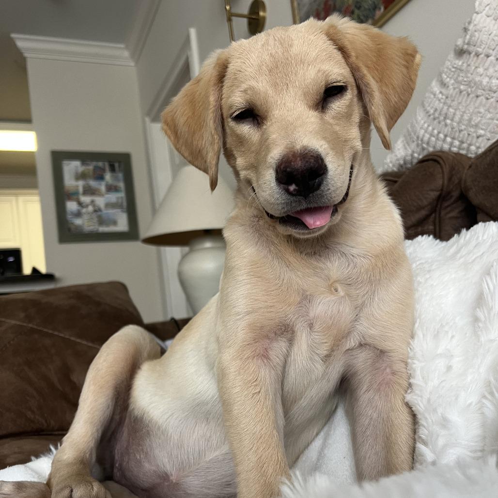 Cheddar, a Adoptable Labrador Retriever in North Charleston, SC image 2/6