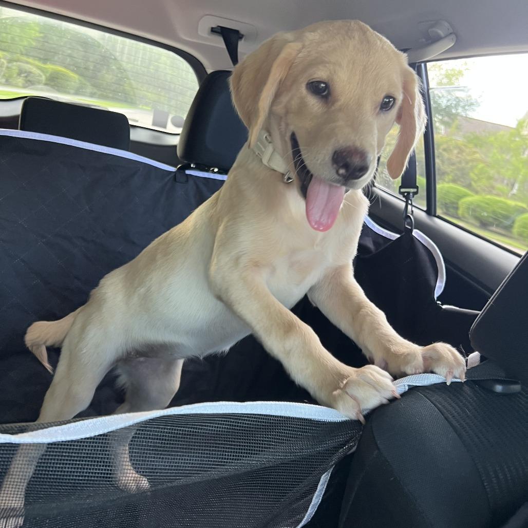 Cheddar, a Adoptable Labrador Retriever in North Charleston, SC image 3/6