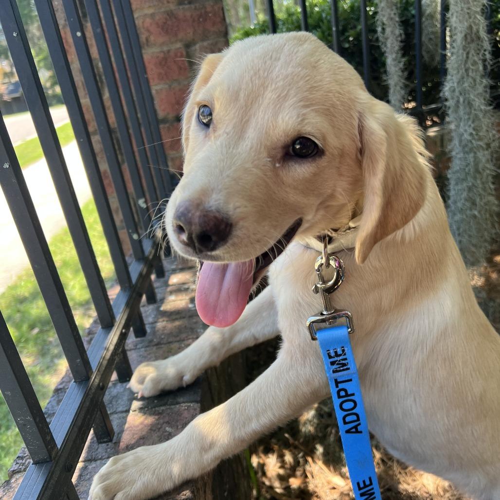 Cheddar, a Adoptable Labrador Retriever in North Charleston, SC image 4/6