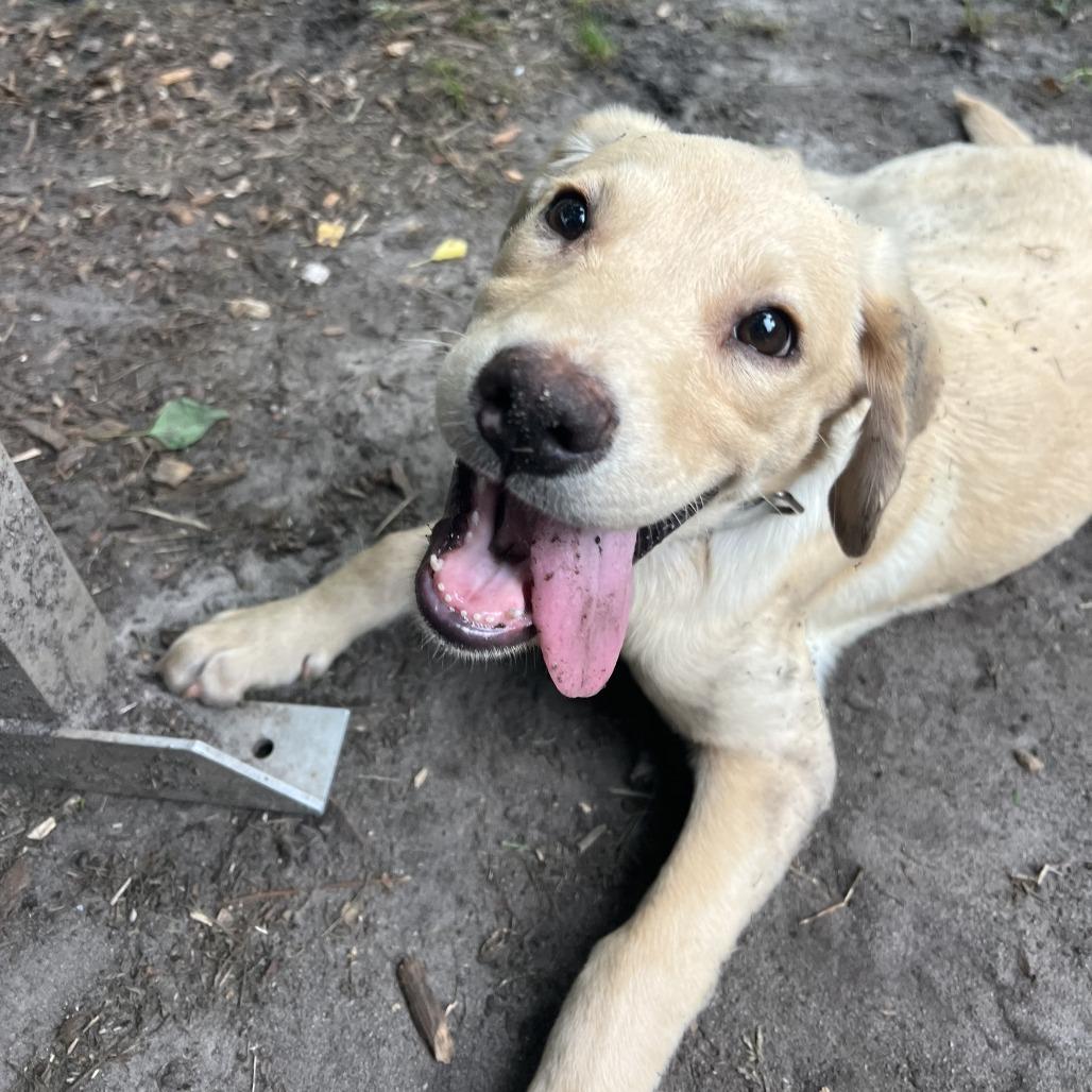 Cheddar, a Adoptable Labrador Retriever in North Charleston, SC image 5/6