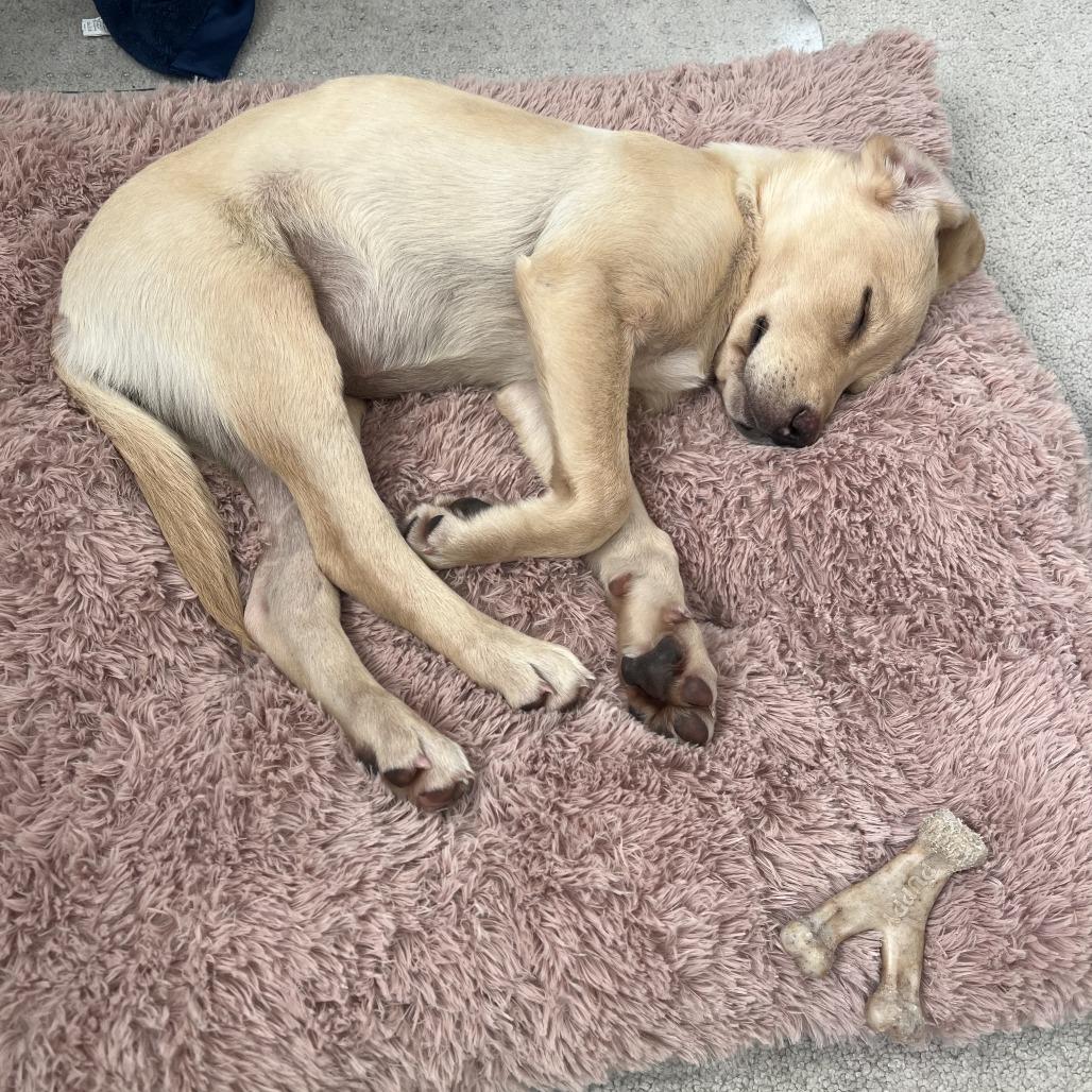 Cheddar, a Adoptable Labrador Retriever in North Charleston, SC image 6/6