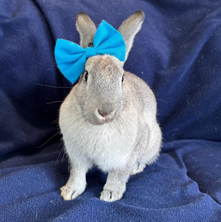 Heath (bonded to Mounds) - Adoptable Pet | Petfinder