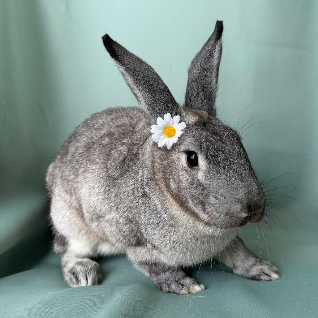 Heath (bonded to Mounds) - Adoptable Pet | Petfinder