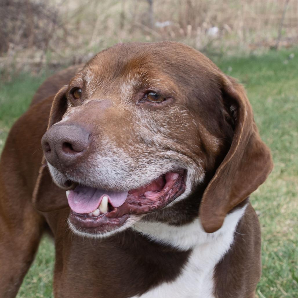 Enlarge Arthur, a Adoptable mixed breed in Erie, PA image 1/6