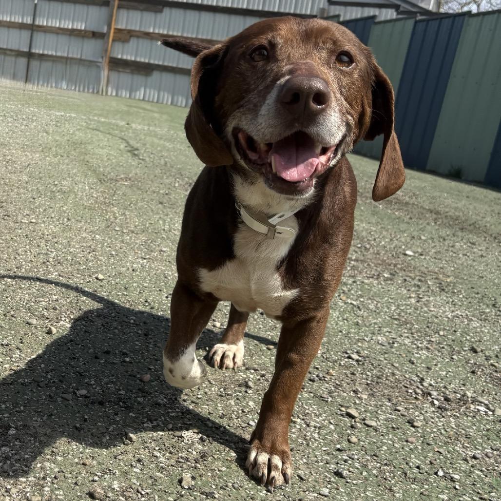 Enlarge Arthur, a Adoptable mixed breed in Erie, PA image 2/6
