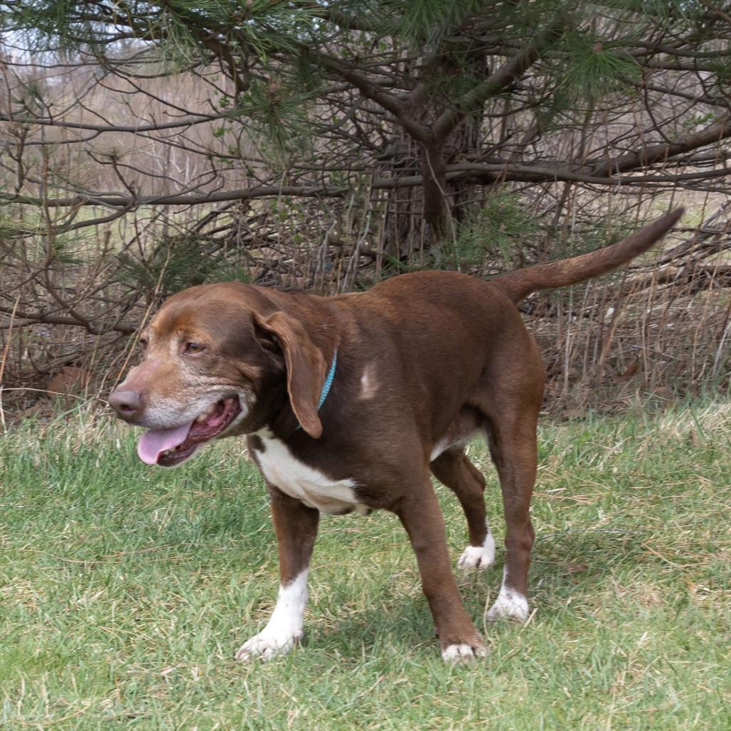 Enlarge Arthur, a Adoptable mixed breed in Erie, PA image 3/6