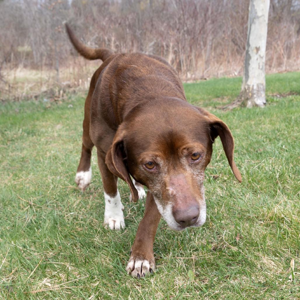 Enlarge Arthur, a Adoptable mixed breed in Erie, PA image 4/6