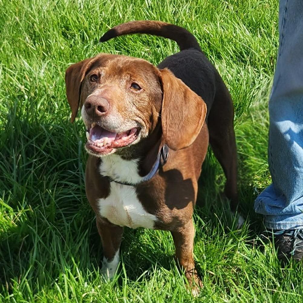 Enlarge Arthur, a Adoptable mixed breed in Erie, PA image 1/1