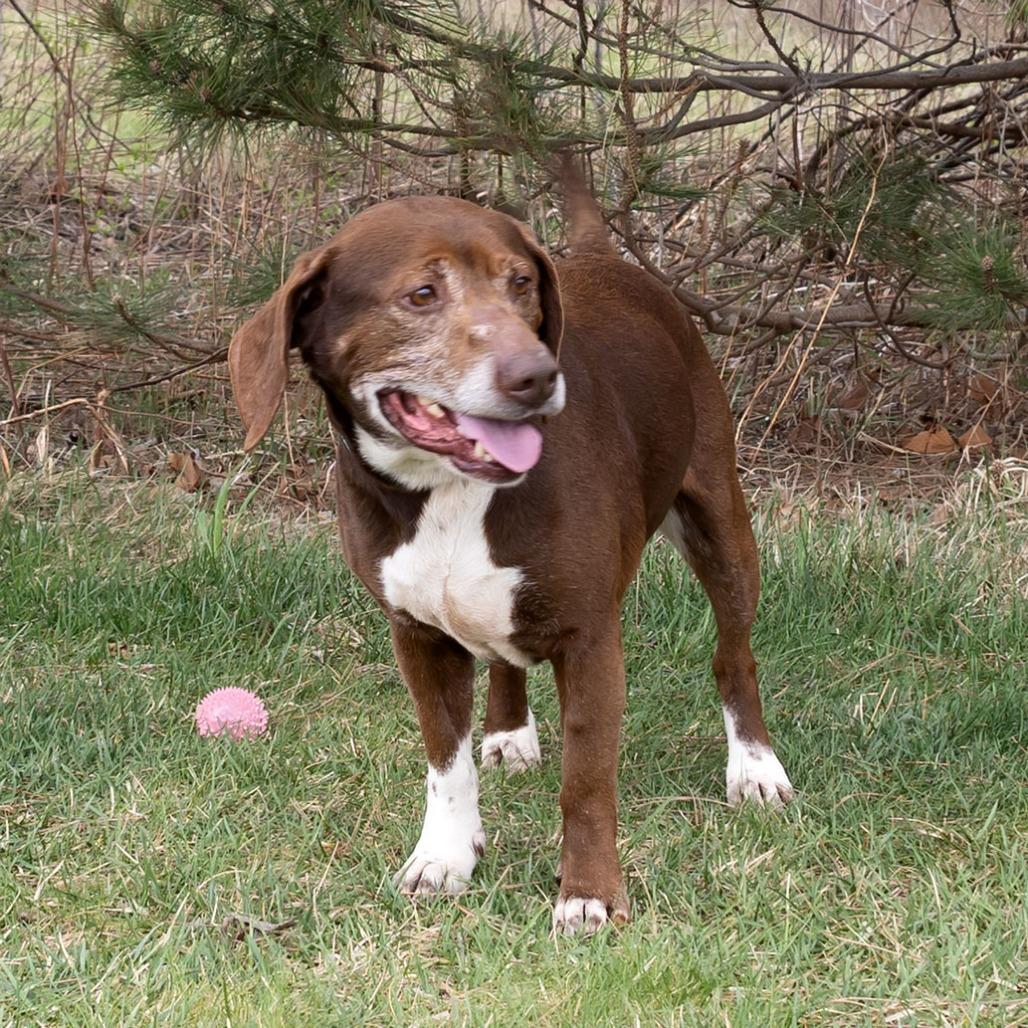 Enlarge Arthur, a Adoptable mixed breed in Erie, PA image 5/6