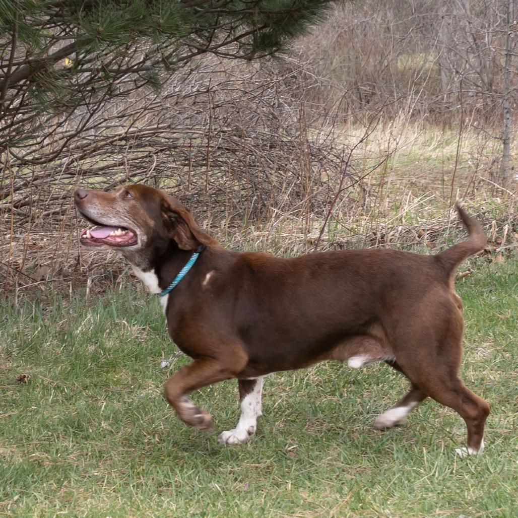 Enlarge Arthur, a Adoptable mixed breed in Erie, PA image 6/6