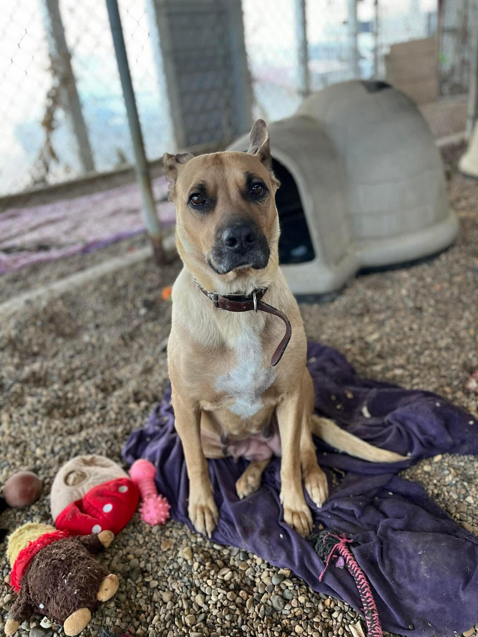 Tiny, ADOPTABLE, Adult Female Mixed Breed.