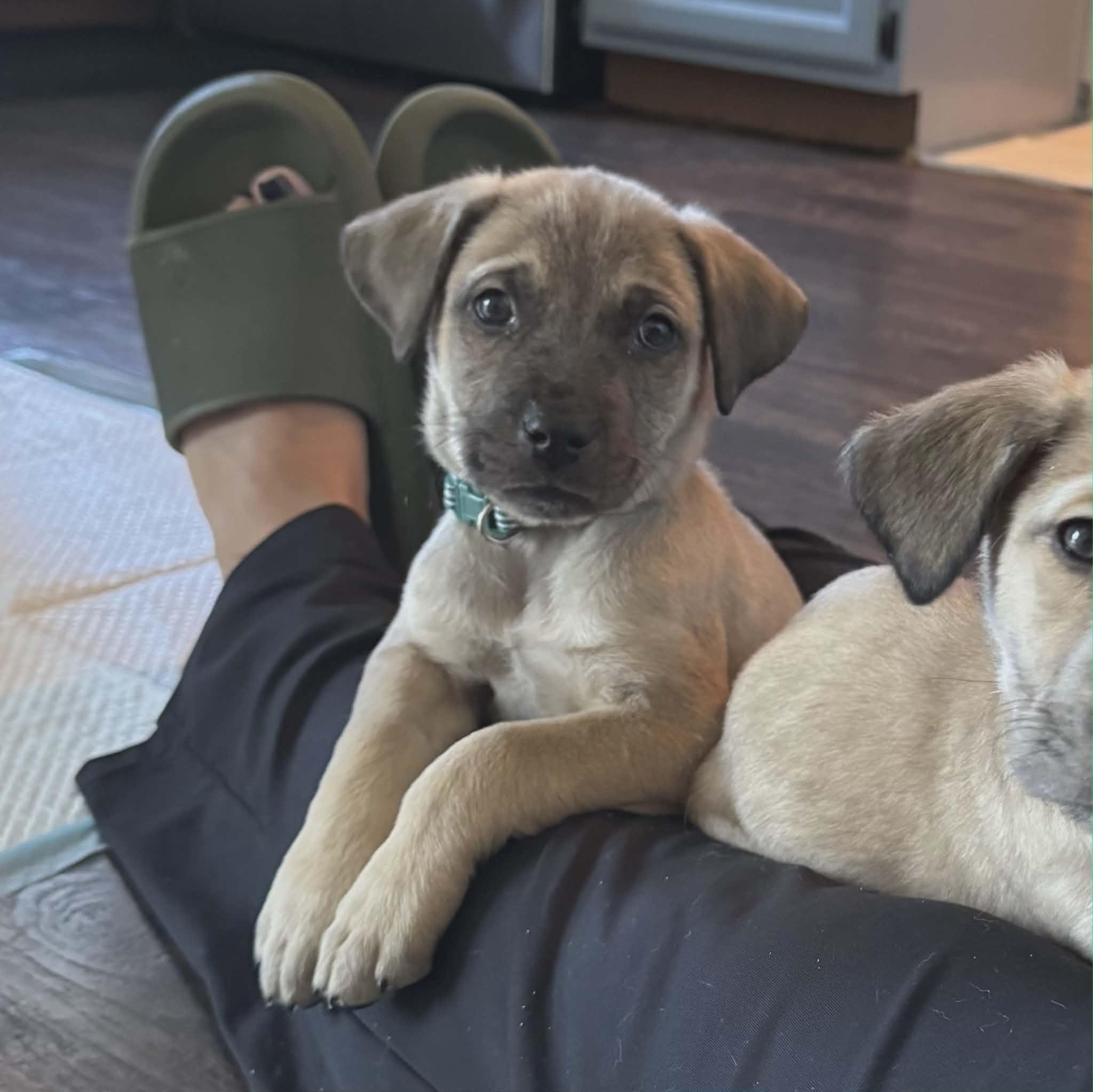 Enlarge Dynamo the Shepherd Mix Puppy, a Adoptable mixed breed in Muskego, WI image 2/4