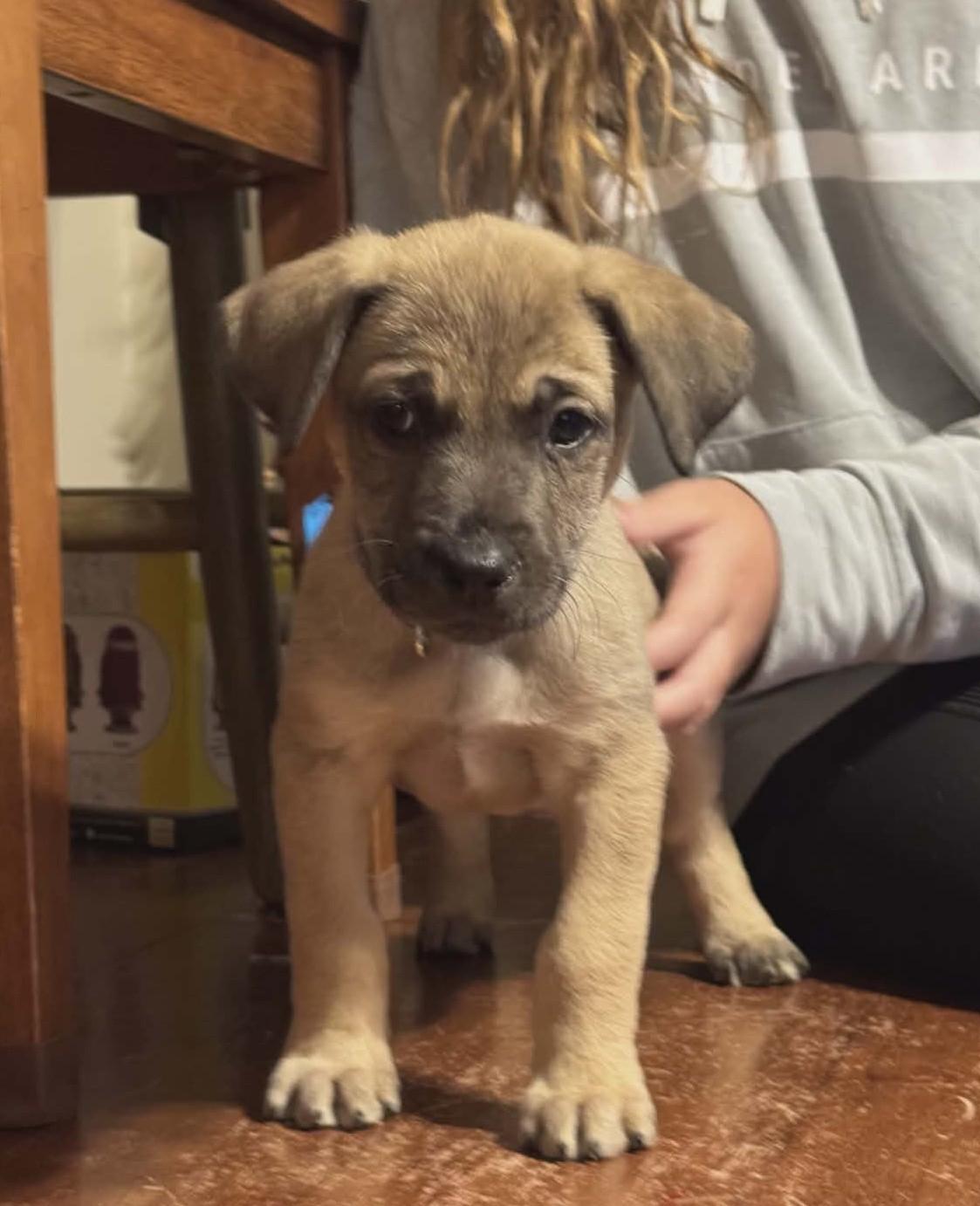 Enlarge Dynamo the Shepherd Mix Puppy, a Adoptable mixed breed in Muskego, WI image 1/4