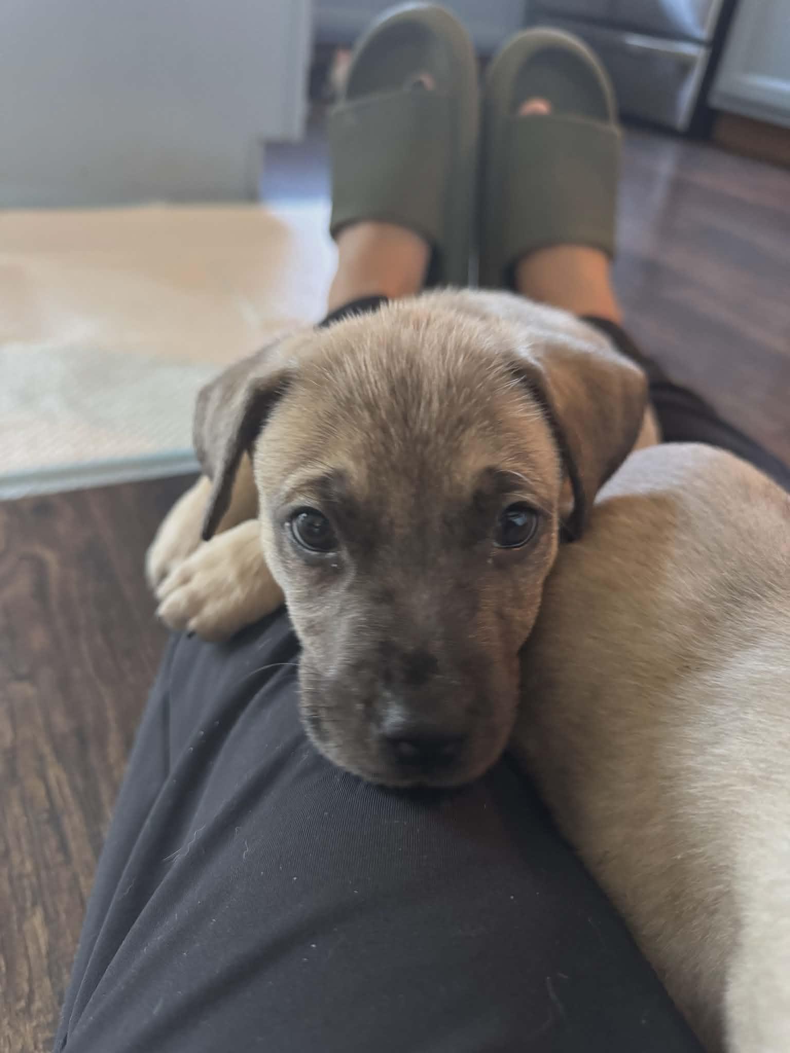 Enlarge Dynamo the Shepherd Mix Puppy, a Adoptable mixed breed in Muskego, WI image 4/4