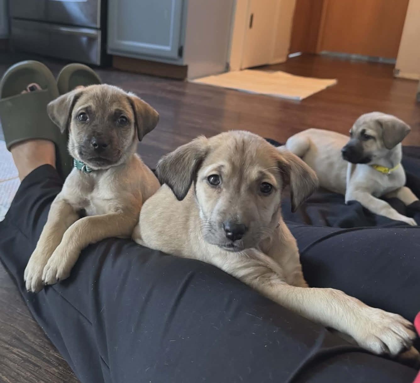 Enlarge Dynamo the Shepherd Mix Puppy, a Adoptable mixed breed in Muskego, WI image 3/4