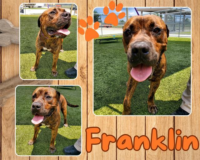 Enlarge FRANKLIN, a Adoptable Pit Bull Terrier in Pearland, TX image 1/1