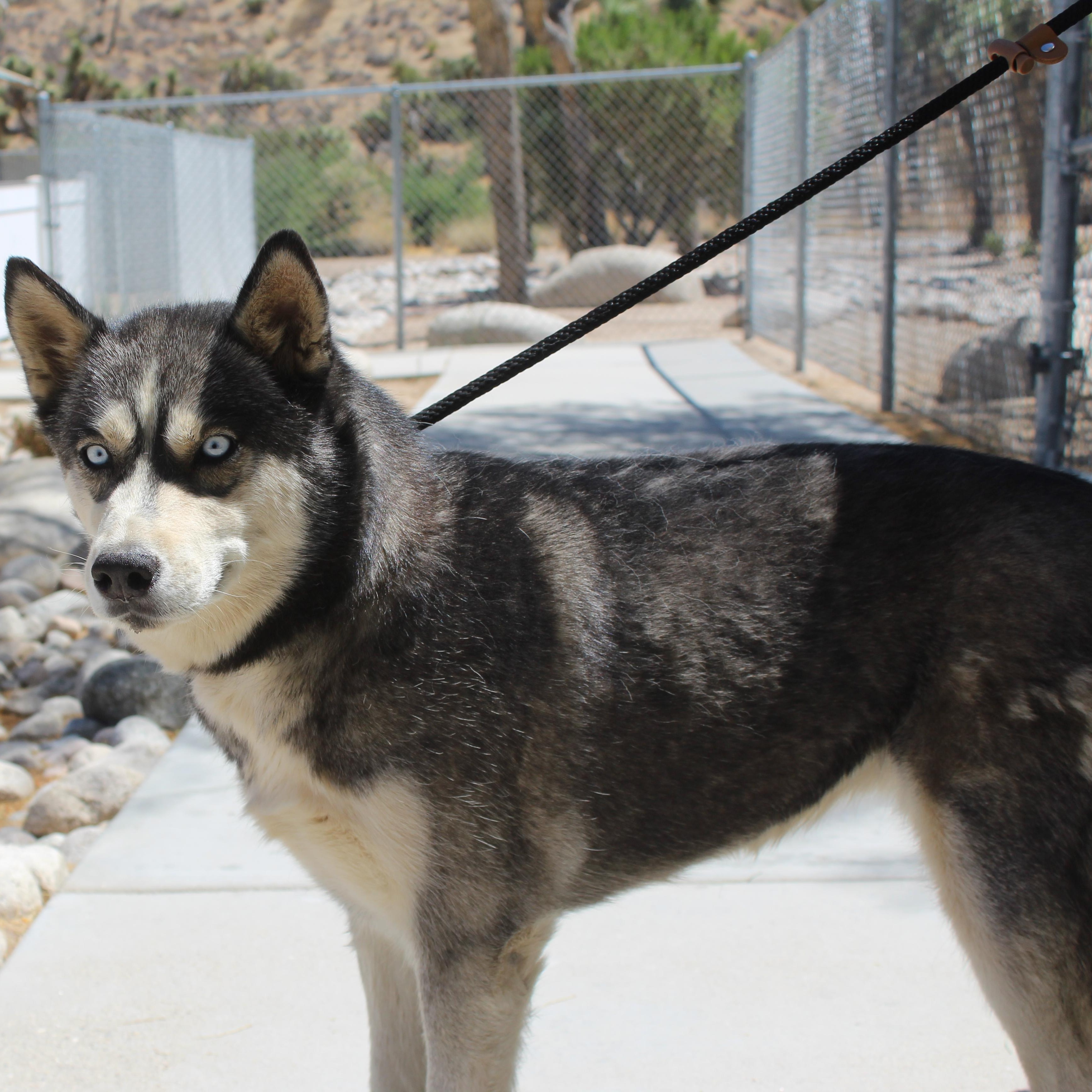 Bella, adopted, Adult Female Husky.