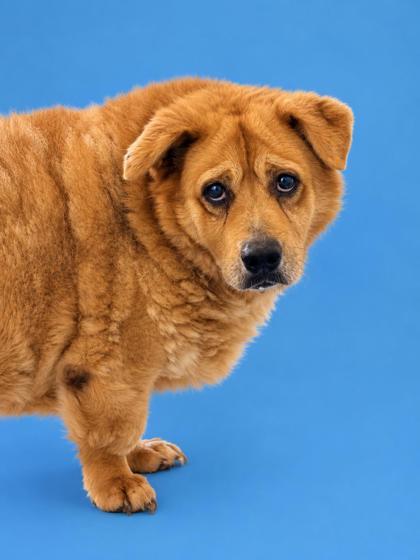 Biscuit 997-26, Adoptable, Senior Female Cardigan Welsh Corgi & Labrador Retriever.