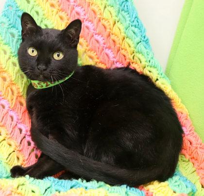 Lucy, Adoptable, Adult Female Domestic Short Hair & Domestic Short Hair.