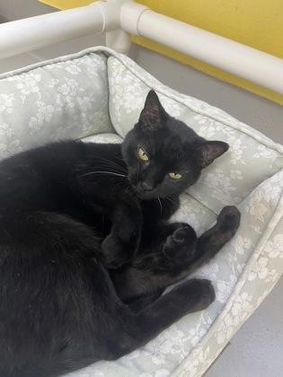 Enlarge Lucy, a Adoptable mixed breed in Largo, FL image 2/3