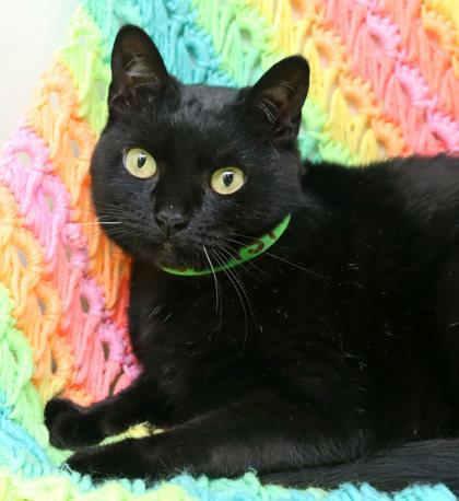 Enlarge Lucy, a Adoptable mixed breed in Largo, FL image 3/3