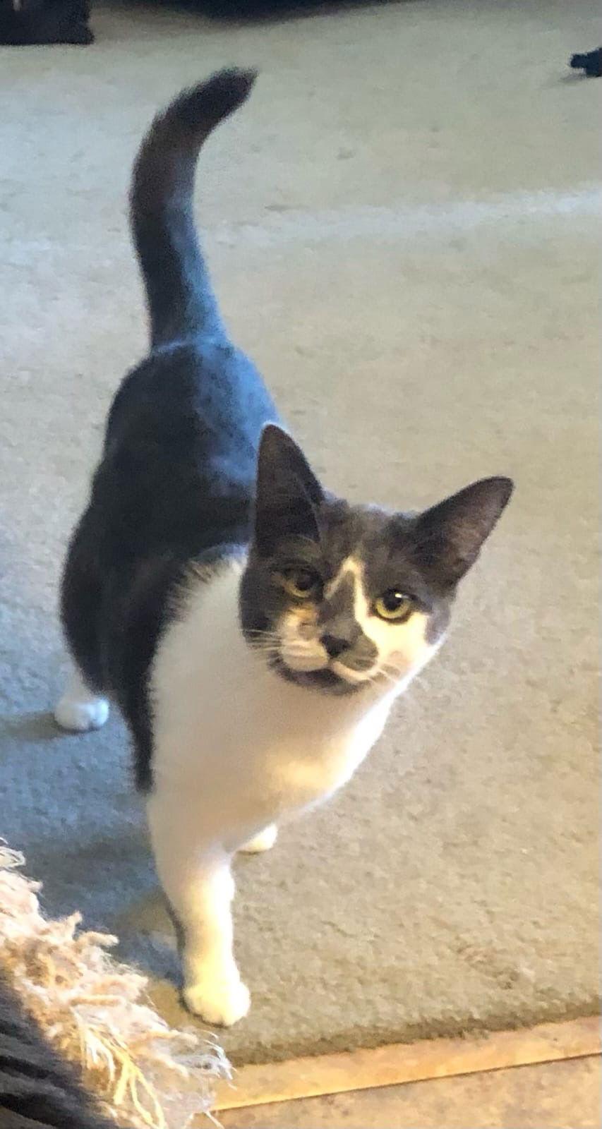 Enlarge Angie (& Birdie), a Adoptable Domestic Medium Hair in Castro Valley, CA image 1/3