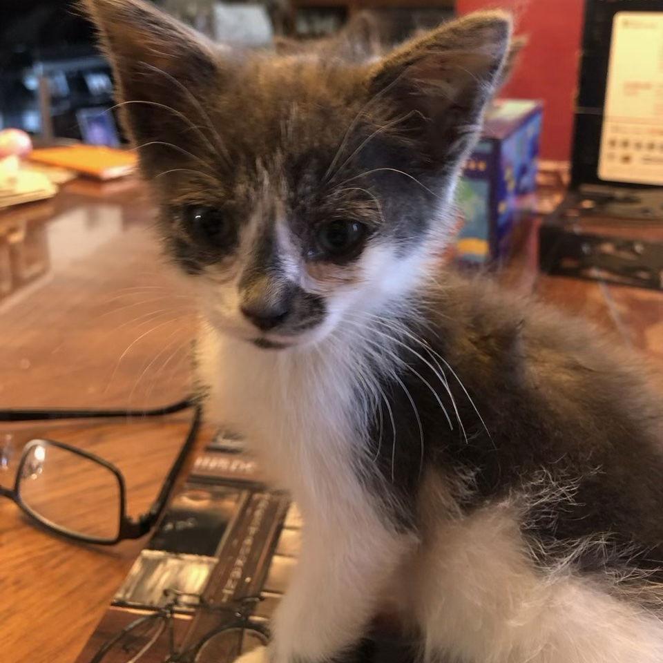 Enlarge Angie (& Birdie), a Adoptable Domestic Medium Hair in Castro Valley, CA image 2/3