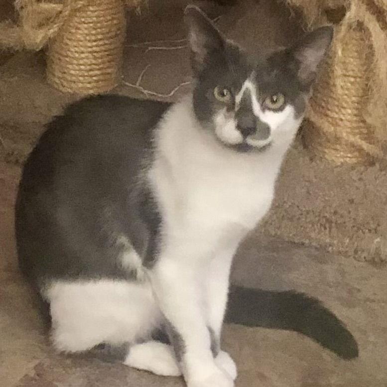 Enlarge Angie (& Birdie), a Adoptable Domestic Medium Hair in Castro Valley, CA image 3/3