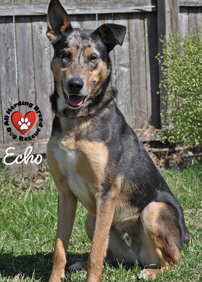 Echo, ADOPTABLE, Puppy Male Catahoula Leopard Dog.