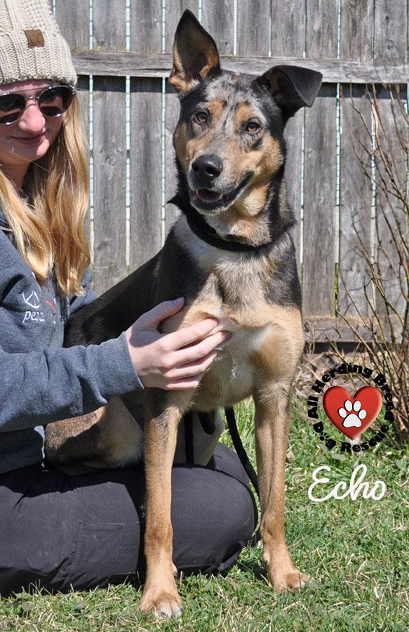 Echo, ADOPTABLE, Puppy Male Catahoula Leopard Dog.