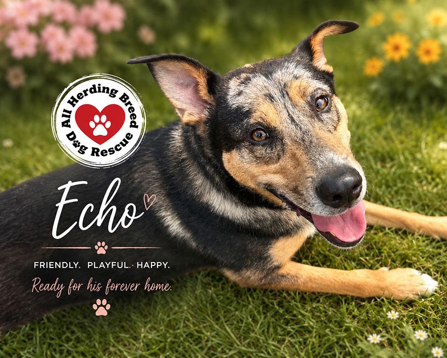 Enlarge Echo, a ADOPTABLE mixed breed in Joliet, IL image 4/6