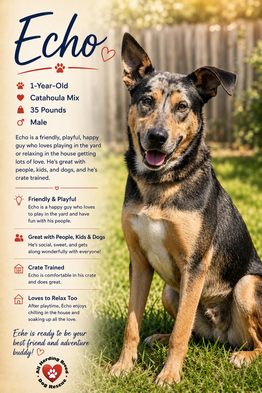 Enlarge Echo, a ADOPTABLE mixed breed in Joliet, IL image 2/6