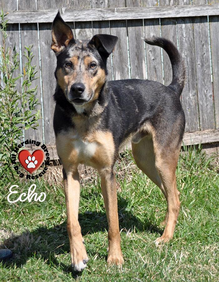 Enlarge Echo, a ADOPTABLE mixed breed in Joliet, IL image 4/4