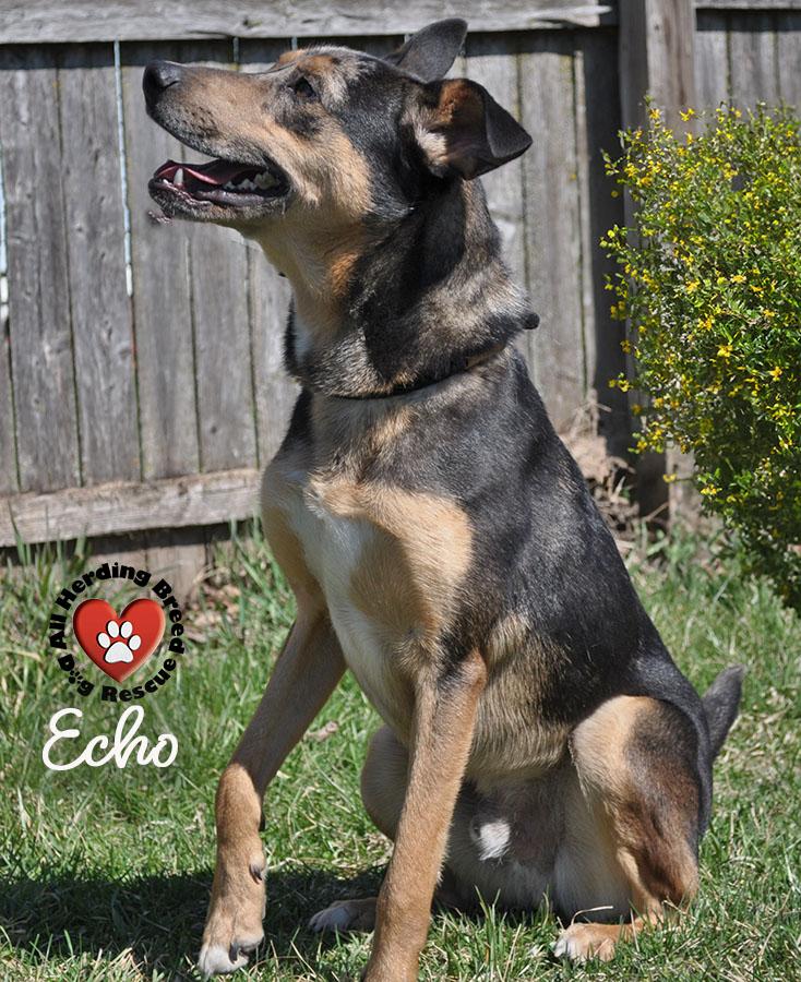 Enlarge Echo, a ADOPTABLE mixed breed in Joliet, IL image 2/4