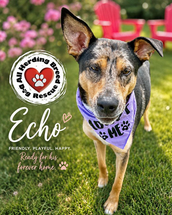 Enlarge Echo, a ADOPTABLE mixed breed in Joliet, IL image 5/6