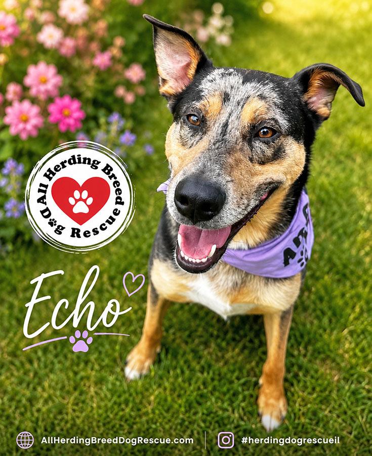 Enlarge Echo, a ADOPTABLE mixed breed in Joliet, IL image 3/6