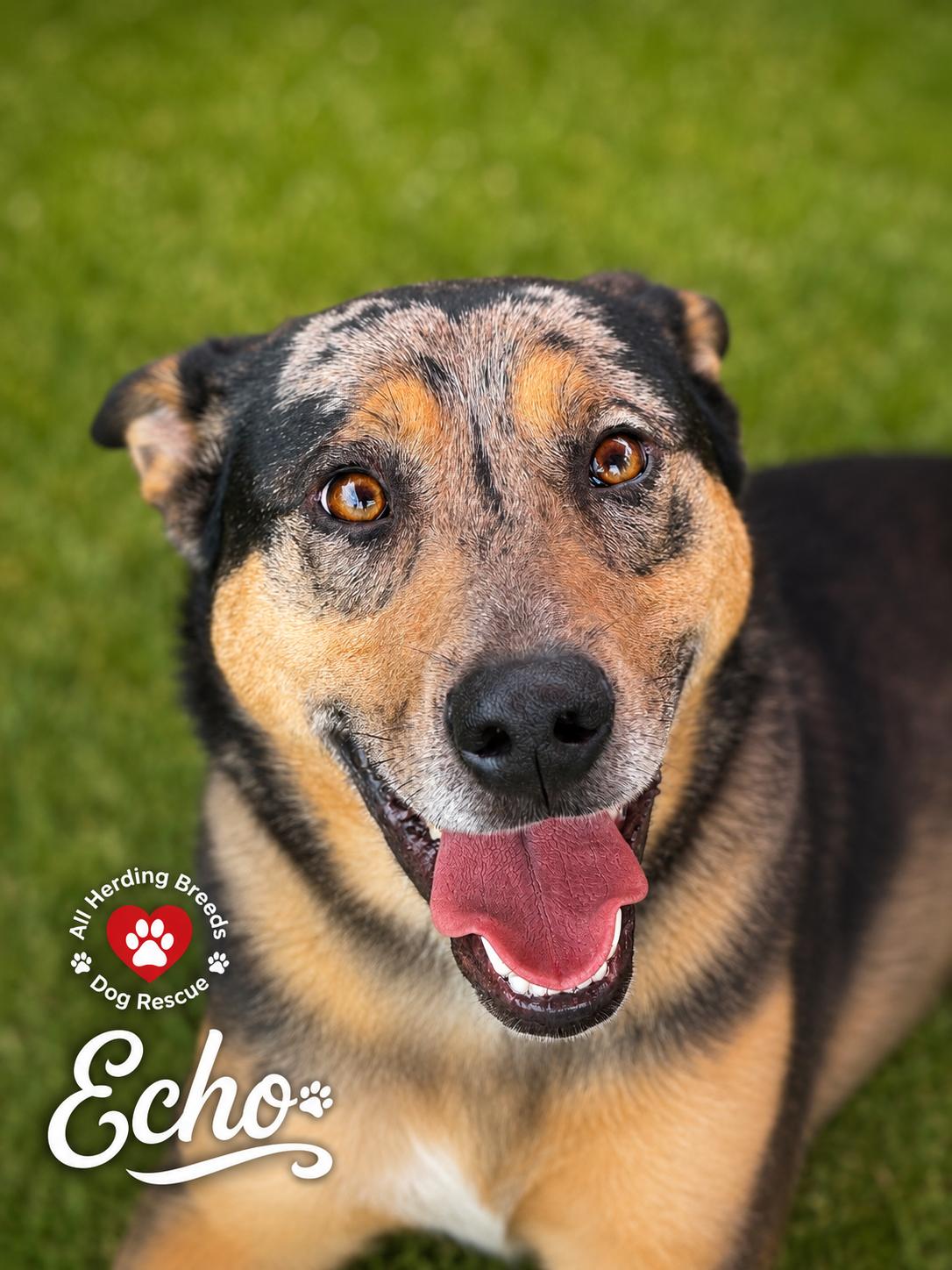 Echo, ADOPTABLE, Puppy Male Catahoula Leopard Dog.