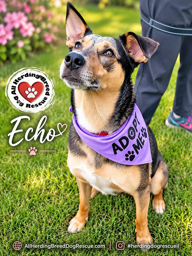 Echo, ADOPTABLE, Young Male Catahoula Leopard Dog.