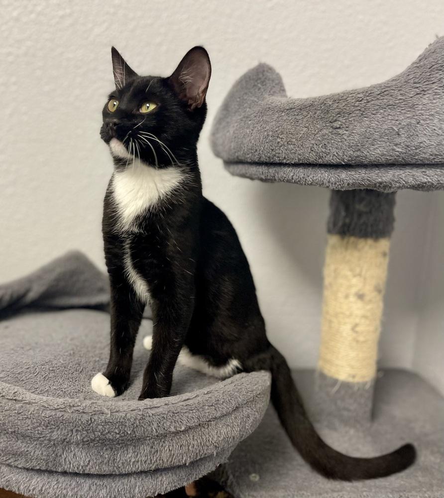 Pogo, Adoptable, Kitten Male Domestic Short Hair.