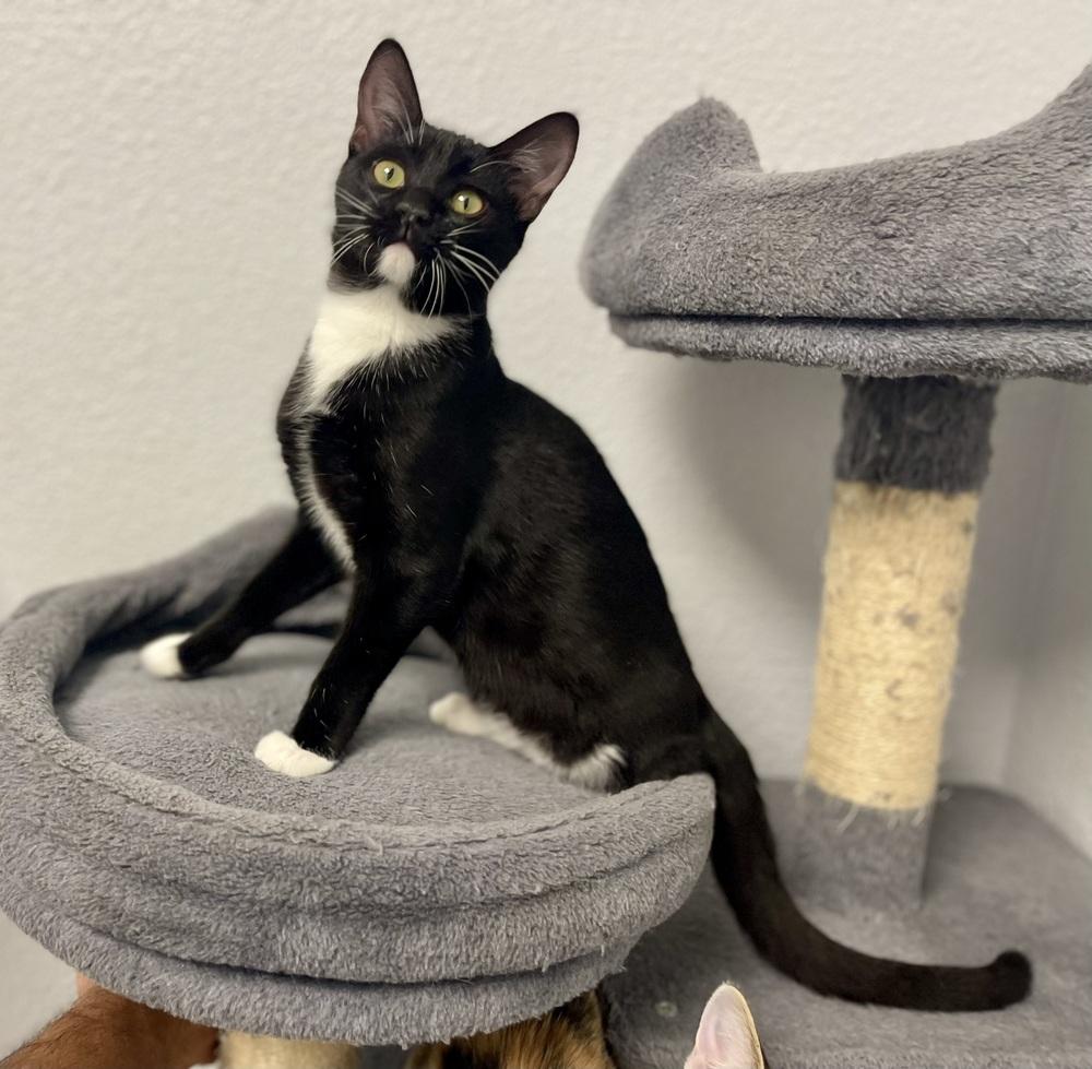 Pogo, a Adoptable mixed breed in Jamestown, CA image 2/4