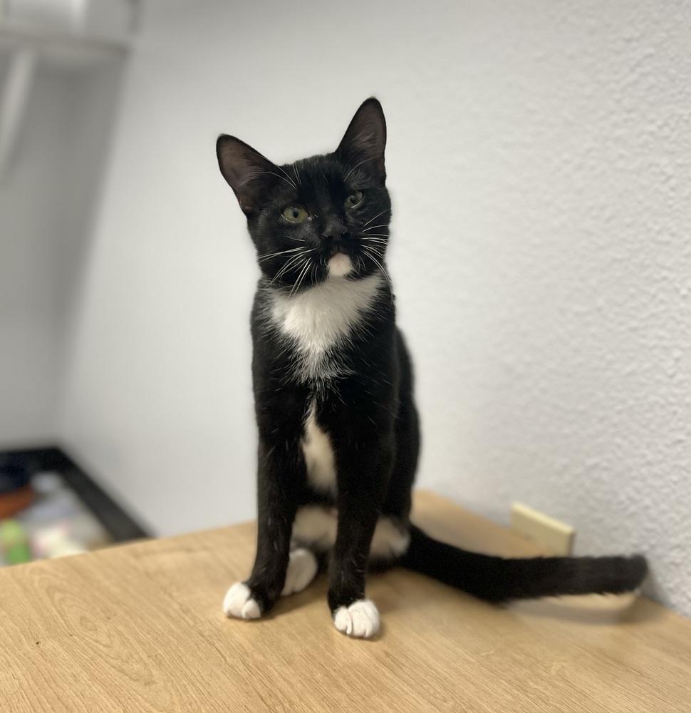 Pogo, a Adoptable mixed breed in Jamestown, CA image 3/4