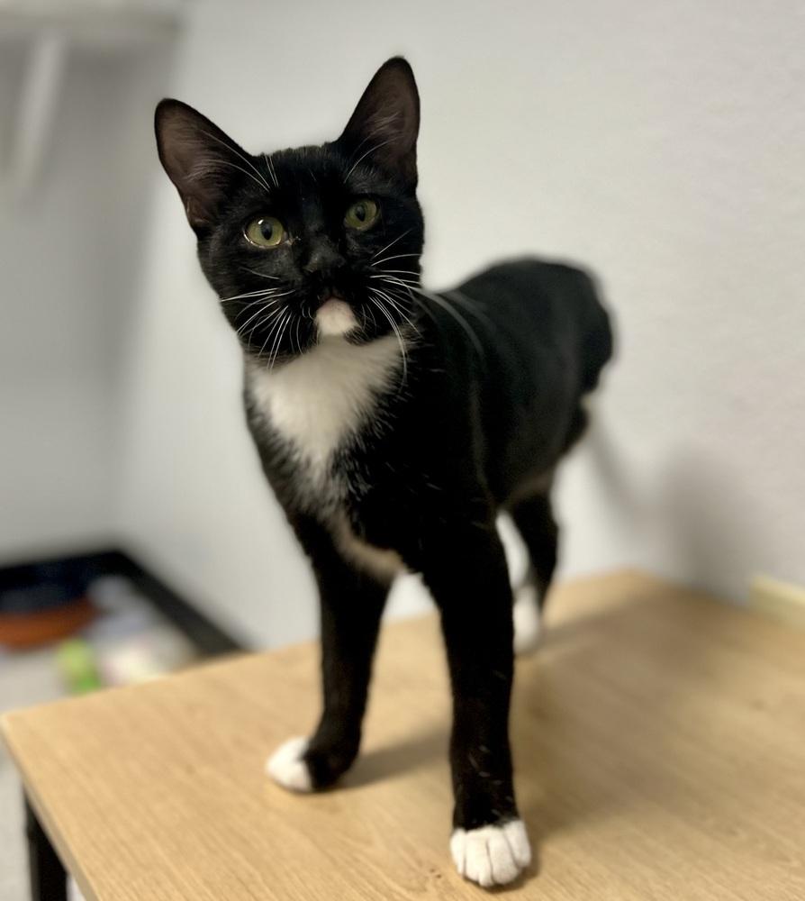 Pogo, a Adoptable mixed breed in Jamestown, CA image 4/4