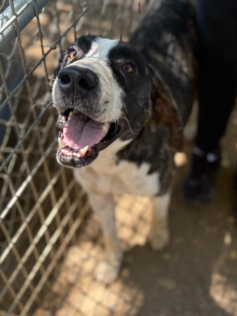 Enlarge Toby, a Adoptable mixed breed in Lockhart, TX image 1/6