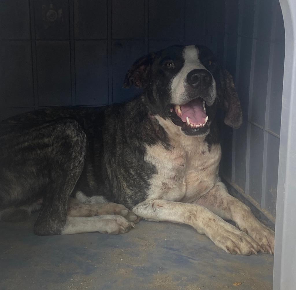 Enlarge Toby, a Adoptable mixed breed in Lockhart, TX image 2/6
