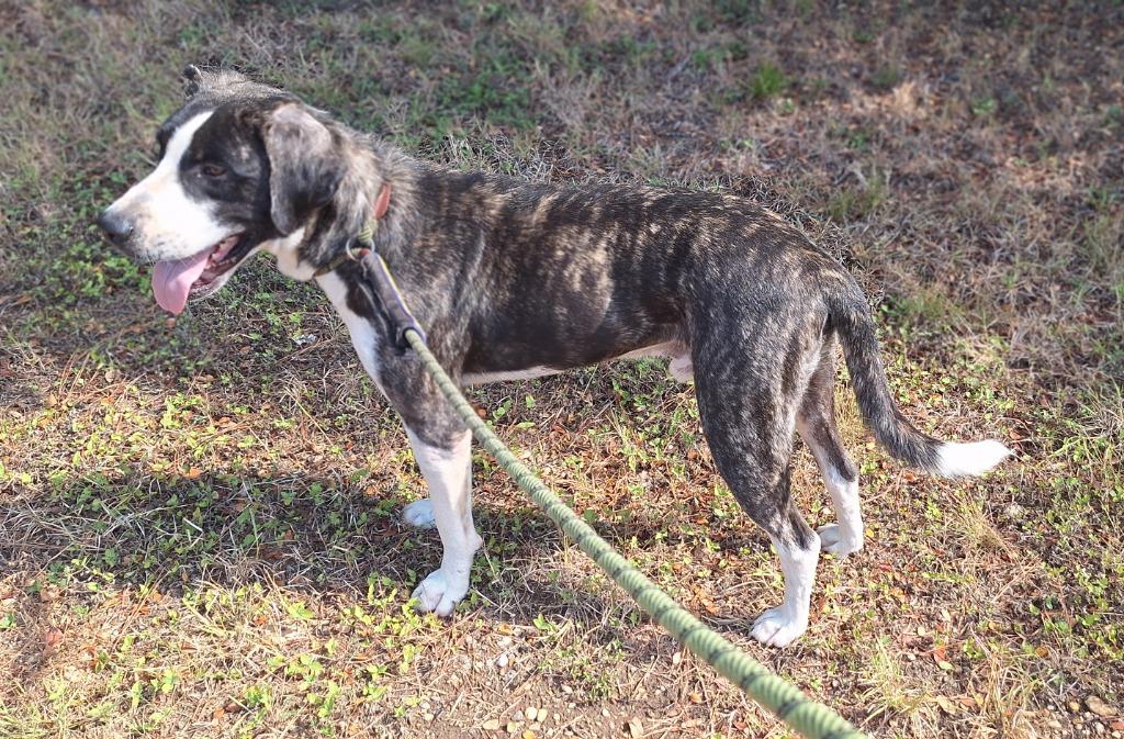 Enlarge Toby, a Adoptable mixed breed in Lockhart, TX image 3/6