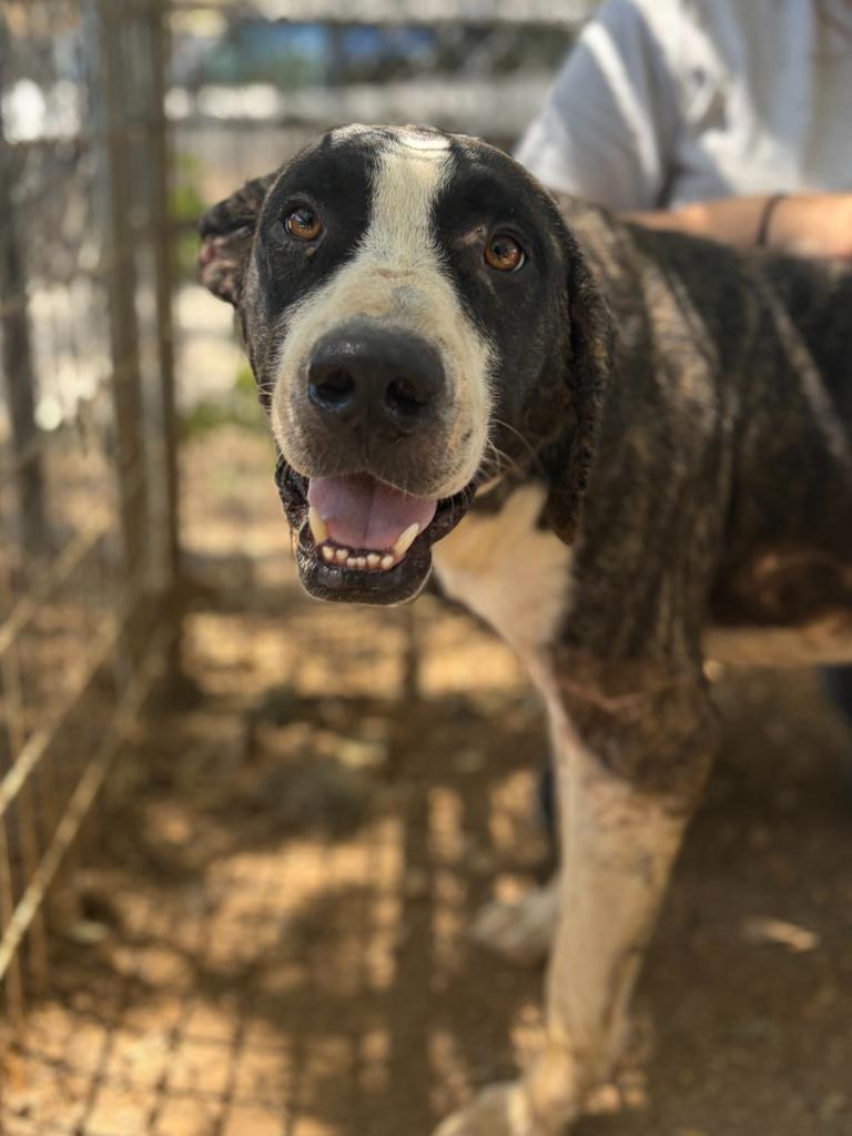 Enlarge Toby, a Adoptable mixed breed in Lockhart, TX image 4/6