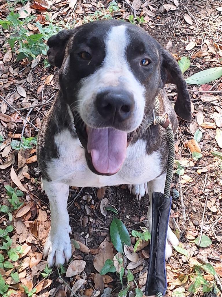 Enlarge Toby, a Adoptable mixed breed in Lockhart, TX image 5/6