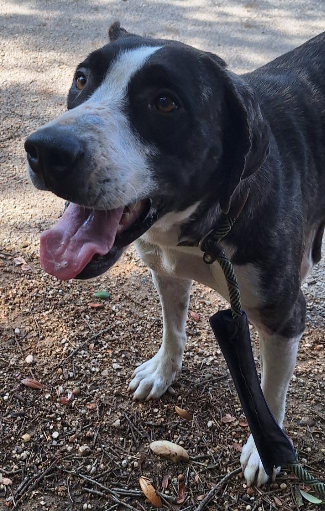 Enlarge Toby, a Adoptable mixed breed in Lockhart, TX image 6/6