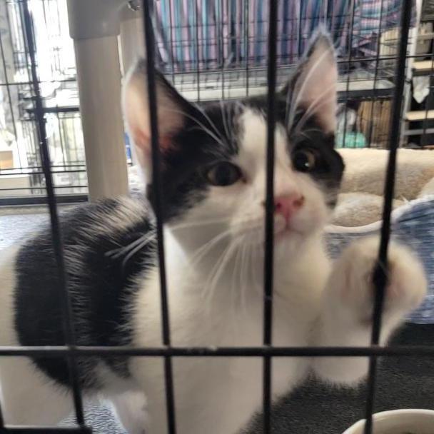 Enlarge Romeo, a ADOPTABLE Domestic Short Hair in Blackfoot, ID image 1/1