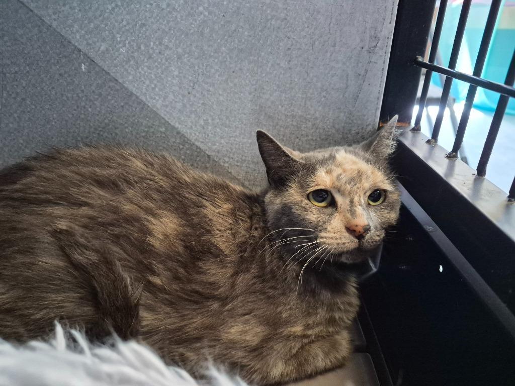 Azura, Adoptable, Young Female Domestic Short Hair.
